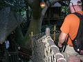 Swiss Family Treehouse (2)